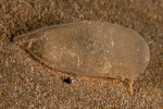 Philine quadripartita egg mass