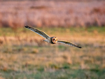 Short-eared Owl