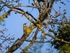 Green Woodpecker