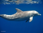 IMG_6495 Mayotte