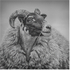 Sheep Portrait