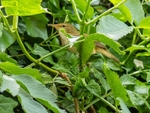 Reed Warbler