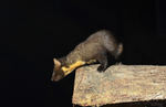 Pine Marten