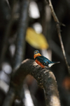 American Pygmy Kingfisher portfolio