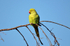 Ring-necked Parakeet