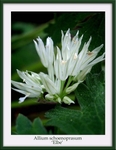 Allium schoenoprasum 'Elbe'