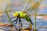 Female Emperor