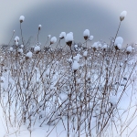 Snow Flowers