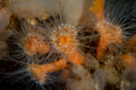 Sagartia lacerata