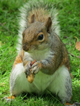 Grey Squirrel