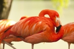 flamingos [2]