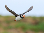 Puffin outward bound from burrow, Farne Islands