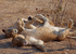 Playful Juvenile Lions, Zambia