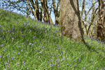 Bluebell_wood_ACP_3604