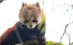 Red Panda