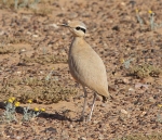 Cream Coloured Courser