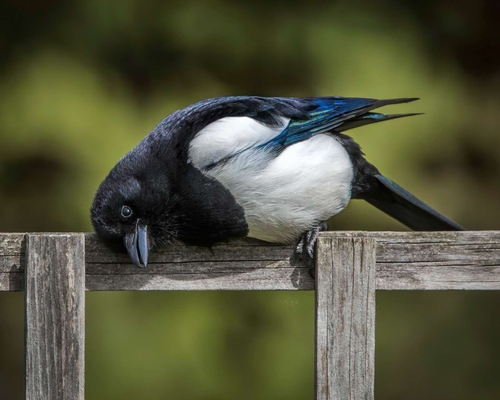 I'm interested in birds but don't take many photographs. I just liked this Magpie's pose.