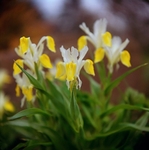 Iris Bucharica
