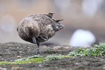 Brown Skua scratching, Sea Lion Island, Falklands