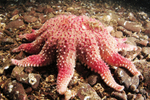 Crossaster papposus