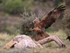 Black Kite landing on rock, Catalonia, Spain
