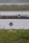 FLB008: Killdeer crossing