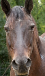 AnimalsCreatures 160