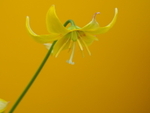 P40501240233