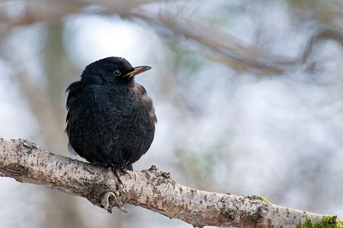 Taken at Lake Vyrnwy on a cold snowy day (when the car got stuck in the car park)