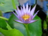 WATER LILY
