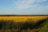 Rapeseed Field (Nottinghmshire)
