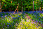 bluebell Hyacinthhoides non-scripta-8591