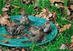 Sparrows enjoying an autumn bath