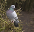 Rock Dove
