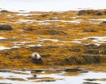 Grey Seal
