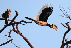 Malabar Pied Hornbill (male) flying, Bandhavgarh Reserve, India