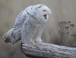 Snowy Owls portfolio