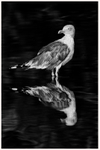 Bedraggled Herring Gull 