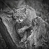 Scottish Wildcat