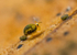 Sminthurinus aureus
