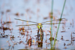 Female Emperor