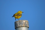 Yellow Wagtail