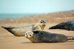 Common Seals