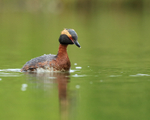 Slavonian Grebe about to dive, Iceland