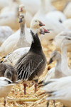 Snow Goose (dark morph adult), Bosque del Apache, New Mexico
