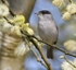 Blackcap