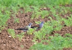 Turtle Doves