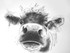 "NEW COW"