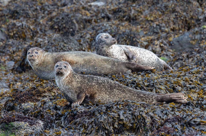 Common Seal - Isle of Skye - Scotland