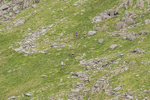 Duddon Long-220